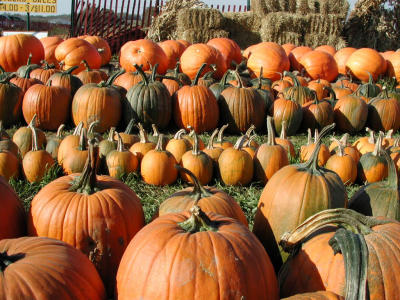 Anyone want a pumpkin?
