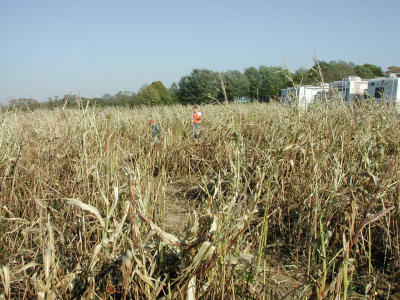 How about a corn field?