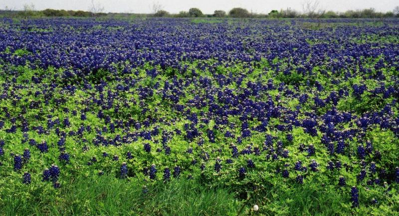 Spring bluebonnets:  March, 2001