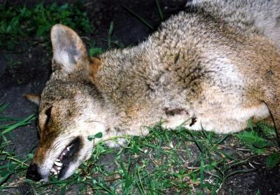 Closeup of Mrs. Coyote:  March, 2001