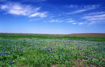 Spring bluebonnets in the back coastal pasture:  March, 2001