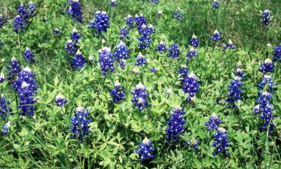 The Teaxs state flower:  March, 2001