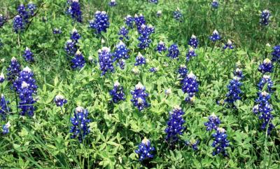 The Teaxs state flower: March, 2001
