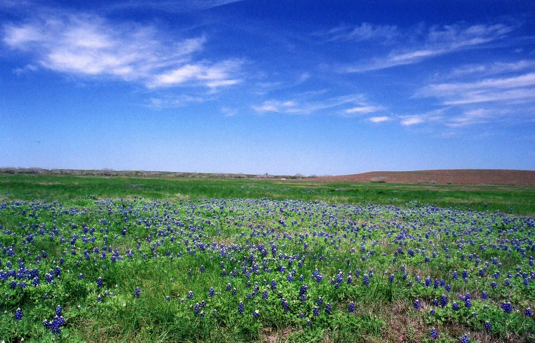 Spring bluebonnets in the back coastal pasture:  March, 2001