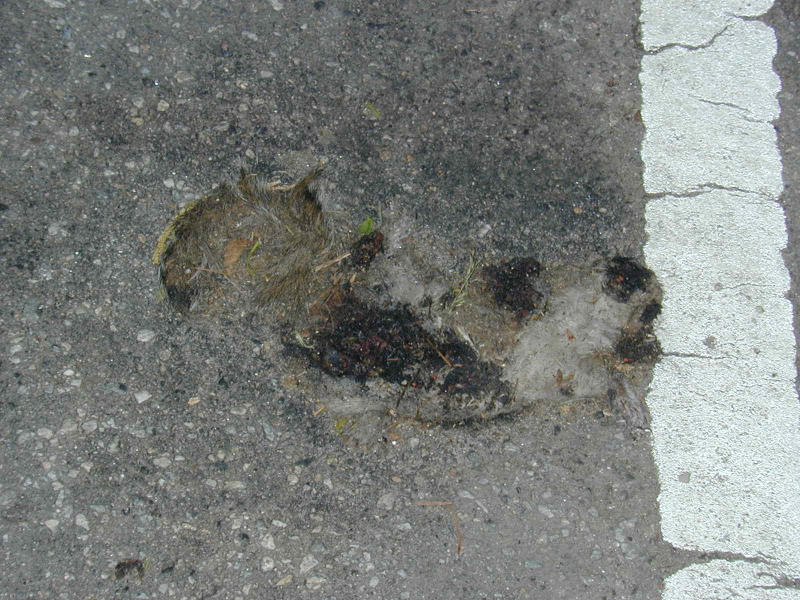 Squirrel in altered state