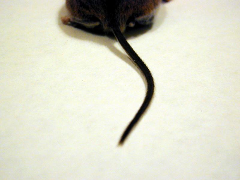 Tail end of dead mouse in mouse trap