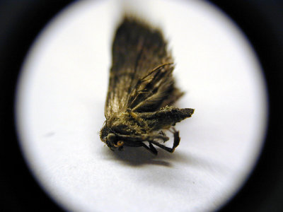 Dead moth