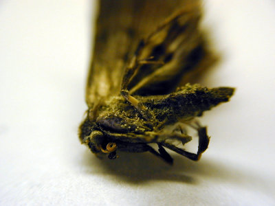 Dead moth