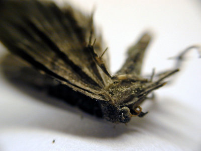 Dead moth
