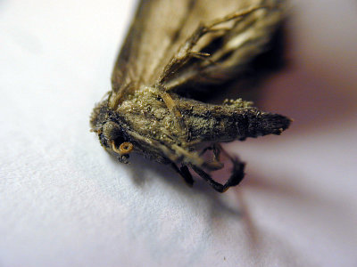 Dead moth