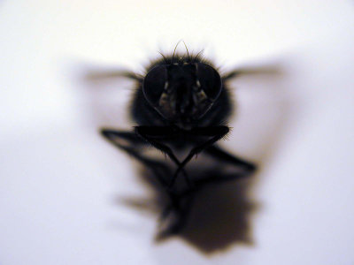 Dead, dried out fly
