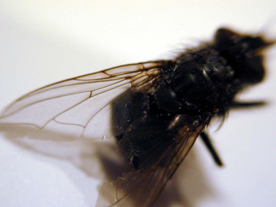 Dead, dried out fly