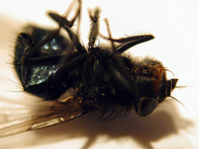 Dead, dried out fly
