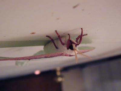 Moth