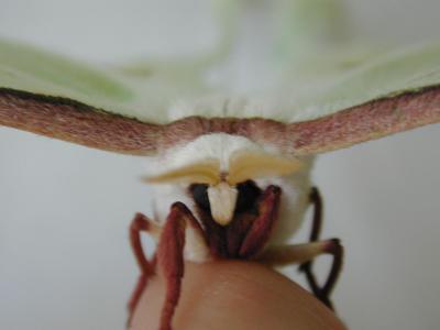 Moth