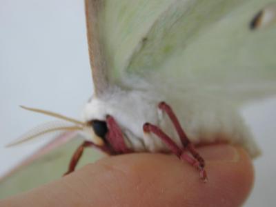 Moth