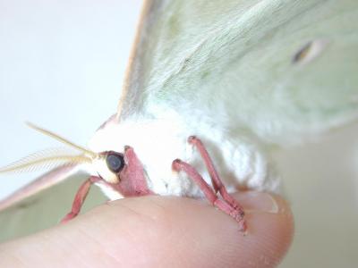 Moth