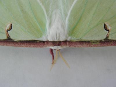 Moth