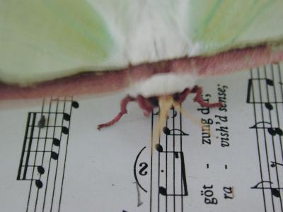 Moth & Music
