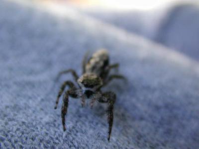 Spider on Sweat Pants