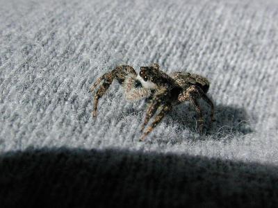 Spider on Sweat Pants