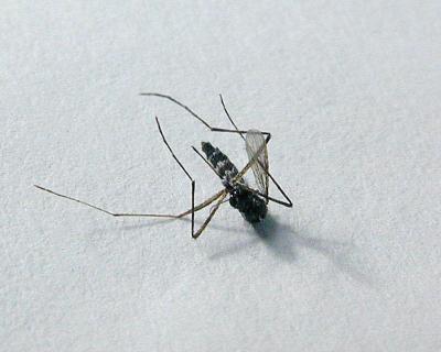 mosquito