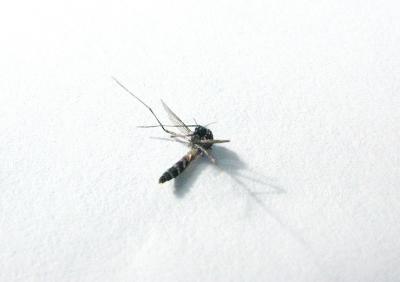 Dead Mosquito on Paper