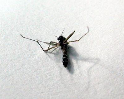 Dead Mosquito on Paper