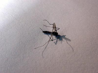 Dead Mosquito on Paper