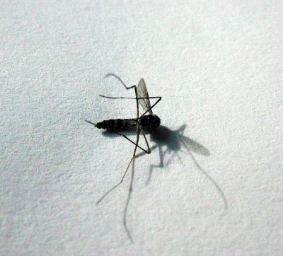 Dead Mosquito on Paper