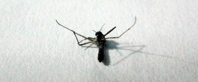 Dead Mosquito on Paper
