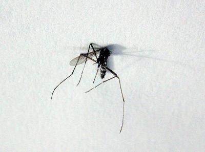 Dead Mosquito on Paper