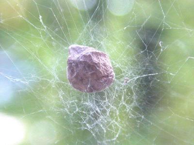 Spider Cocoon