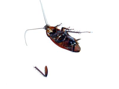 (Almost) Dead Roach & Severed Leg