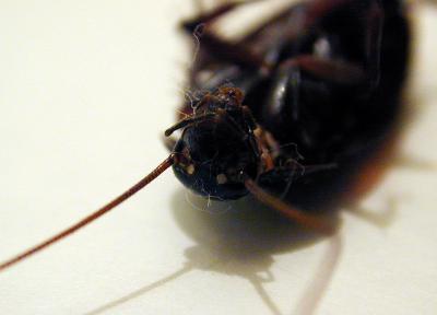 Roach Head