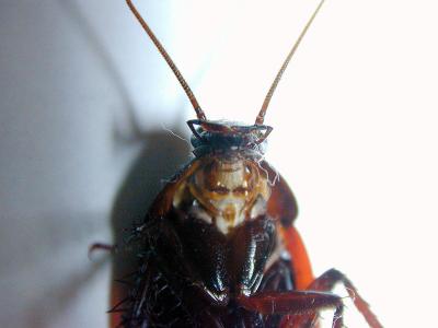 Roach Head & Upper Torso