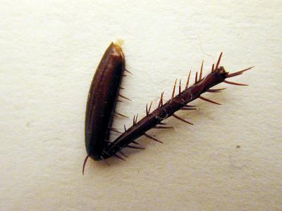 Severed Roach Leg