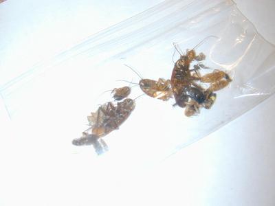 Bag of Bugs