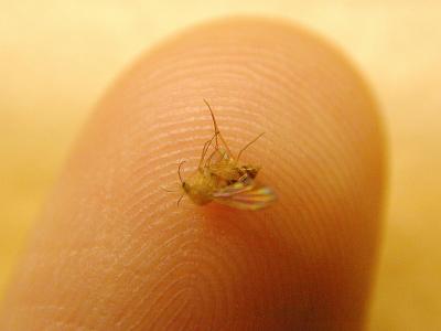 Dead bug on my finger
