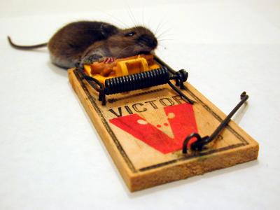 Dead mouse in mouse trap