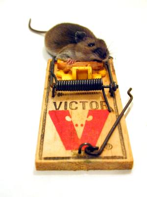 Dead mouse in mouse trap