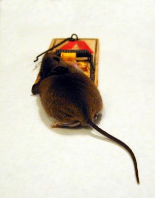 Dead mouse in mouse trap