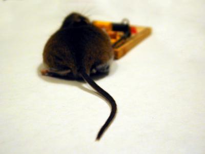 Tail end of dead mouse in mouse trap