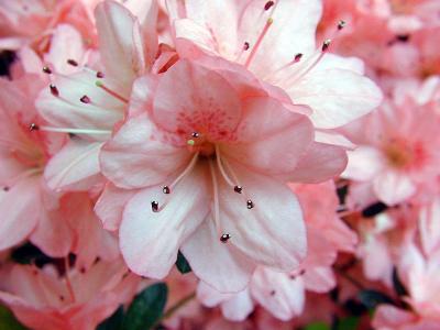 Pink Azalea