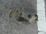 Squirrel in altered state