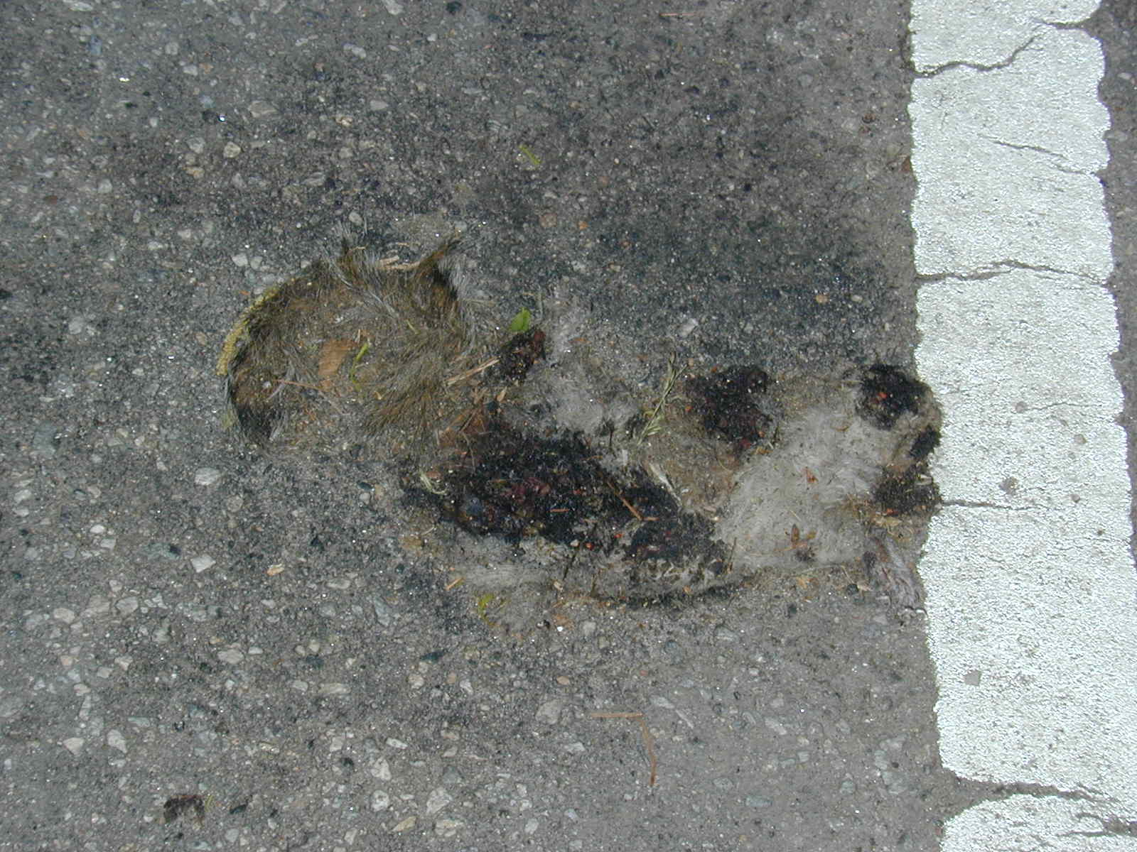 Squirrel in altered state