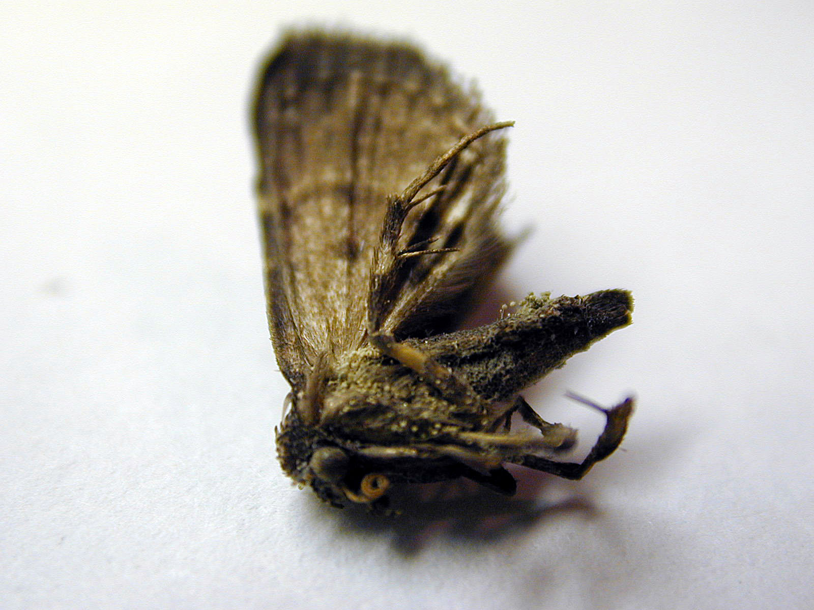 Dead moth