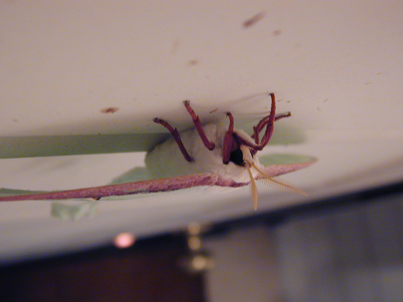 Moth
