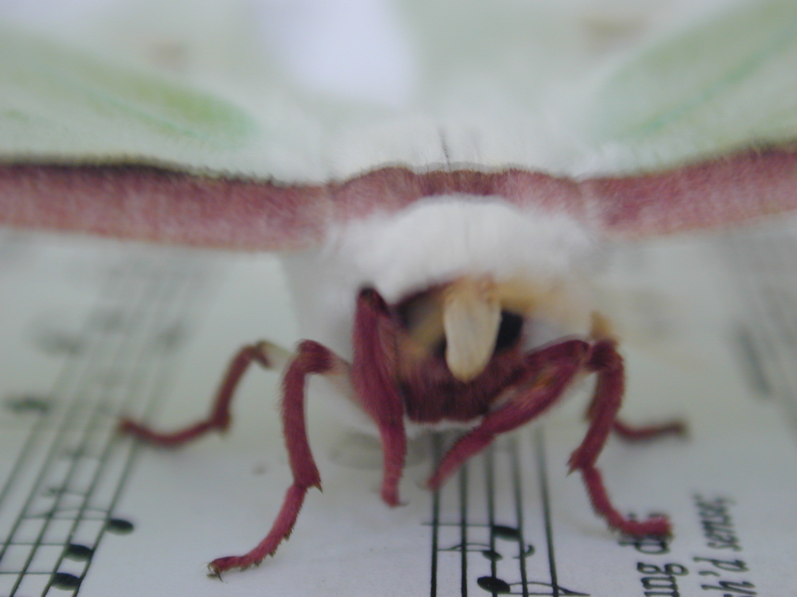 Moth & Music