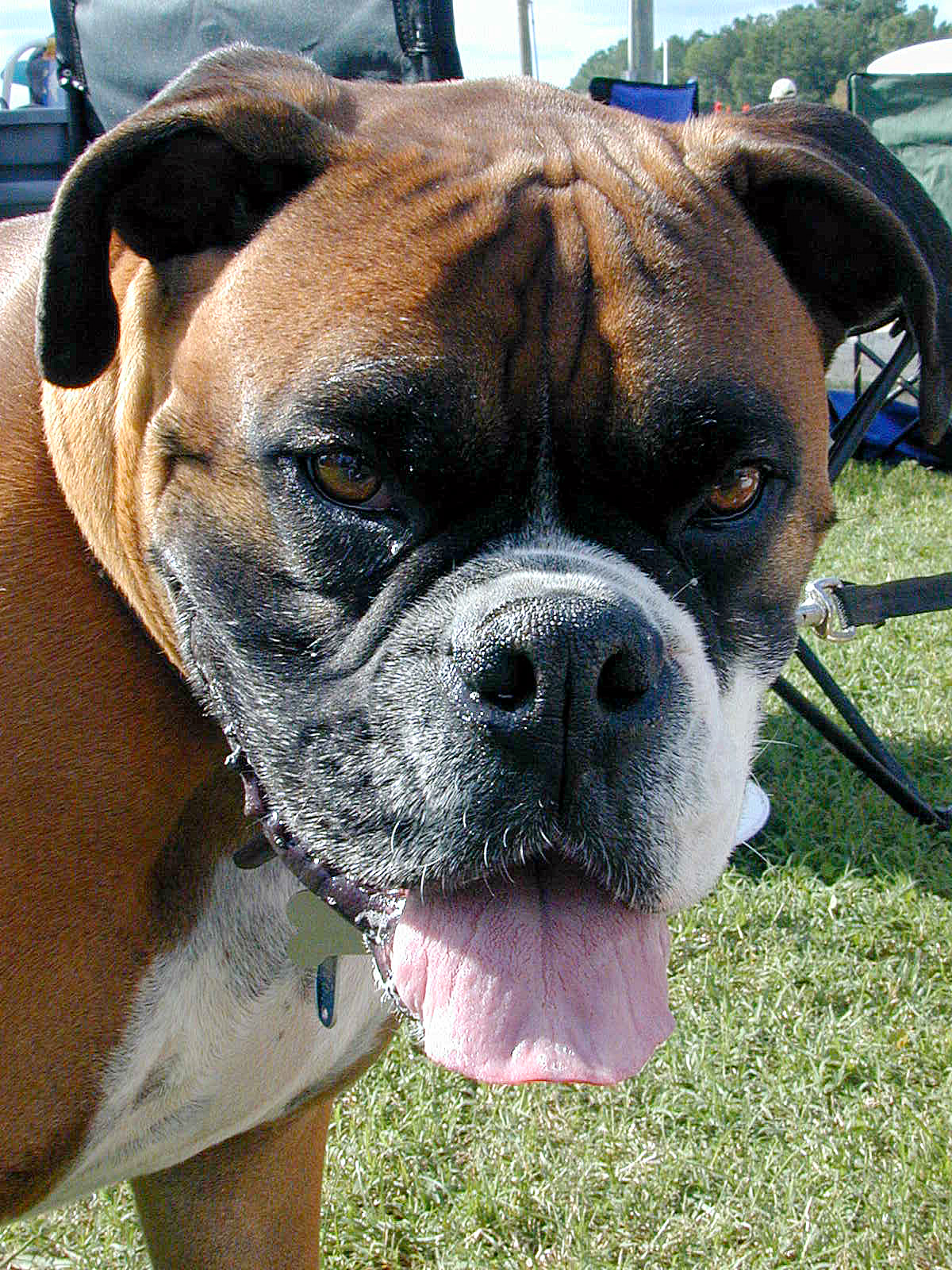 What are you lookin at, dog?